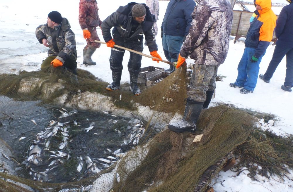 В Красноармейском районе завод вылавливает непромысловую рыбу на заповедном озере