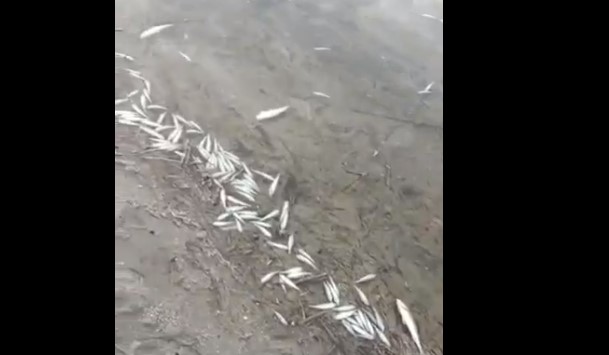 Рыбаки обнаружили на берегу озера Мыркай мертвую рыбу