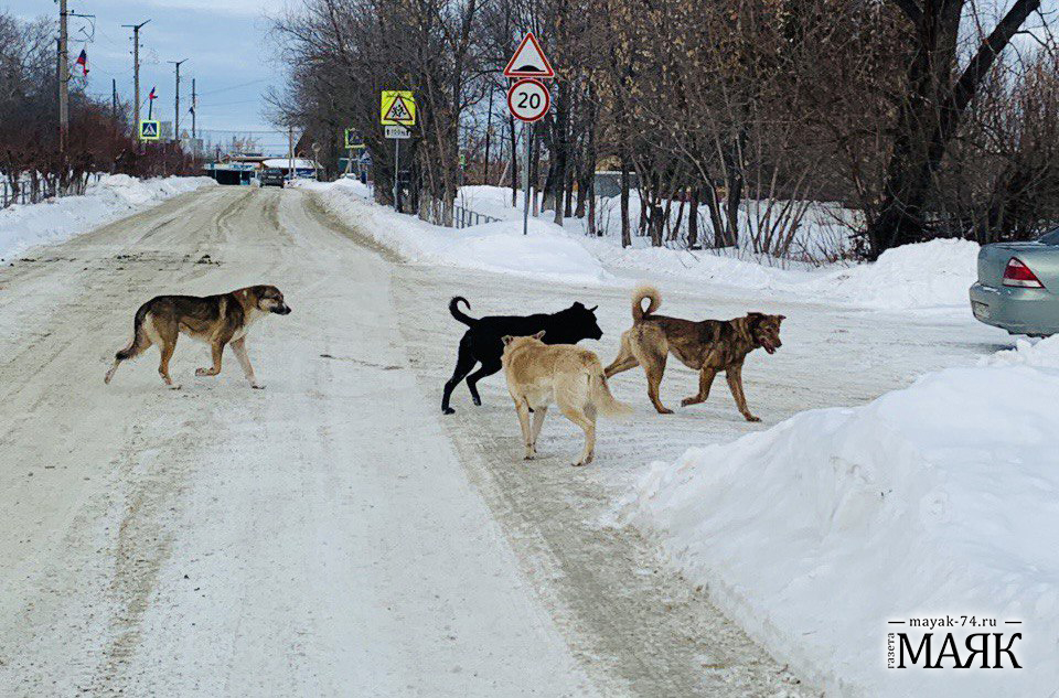 О бродячих собаках жители Красноармейского района могут заявить в онлайн-режиме