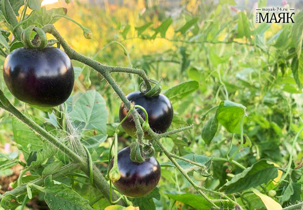 Овощи Челябинской области и Красноармейского района пройдут проверку на химикаты