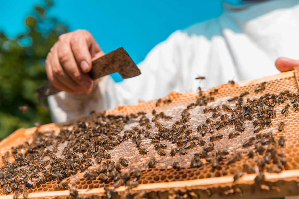 Бесплатный вебинар проведут для пчеловодов 
