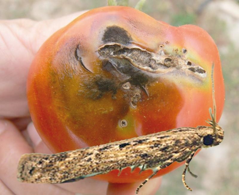 В томатах из Узбекистана в Челябинскую область пробрался диверсант