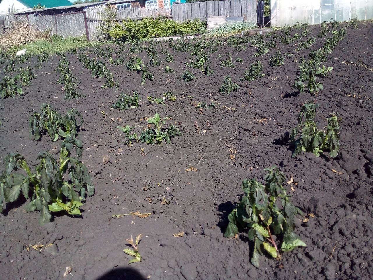 В Красноармейском районе замерзли картофель и томаты