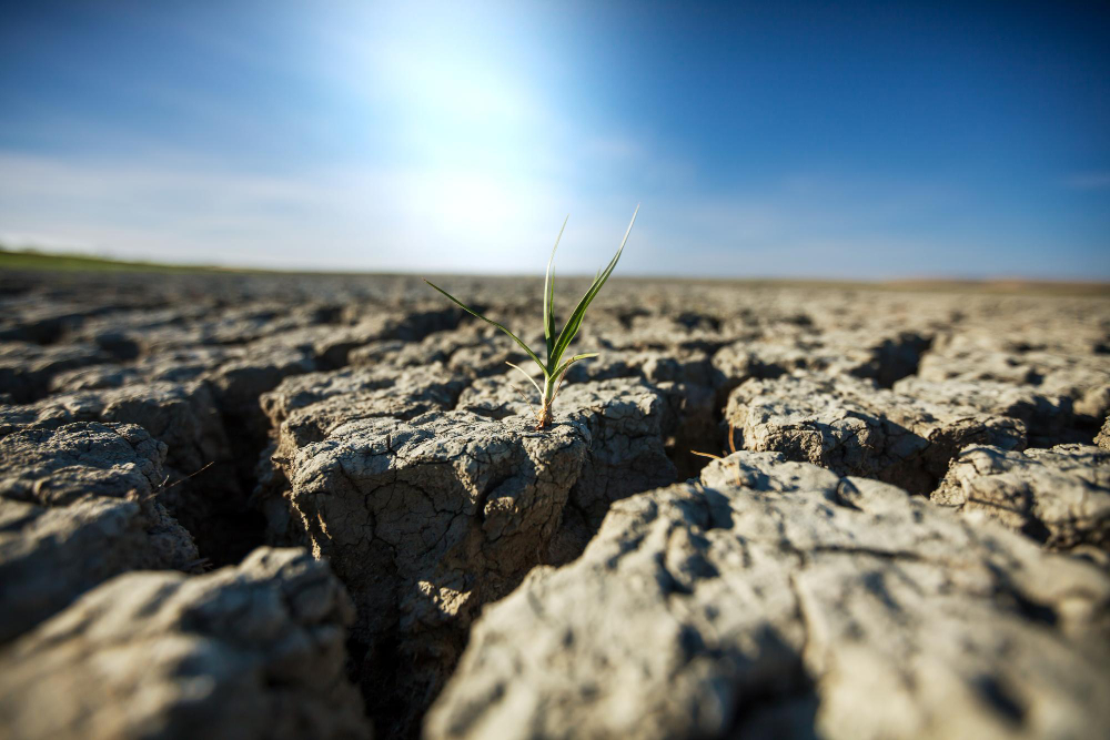 Прямые потери от засухи в Красноармейском районе составили более 74 миллионов рублей 