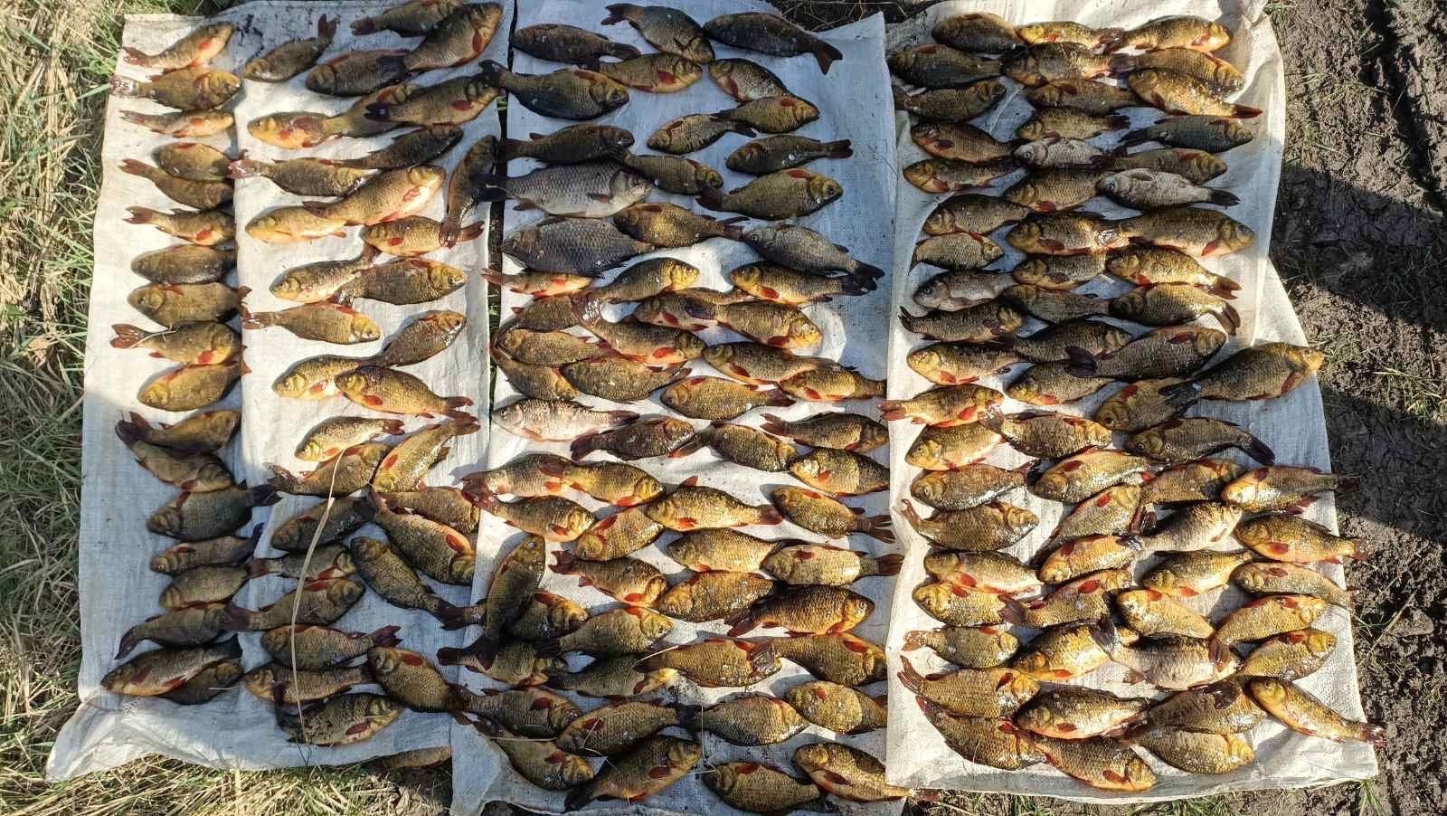 Рыбного браконьера задержали полицейские Красноармейского района
