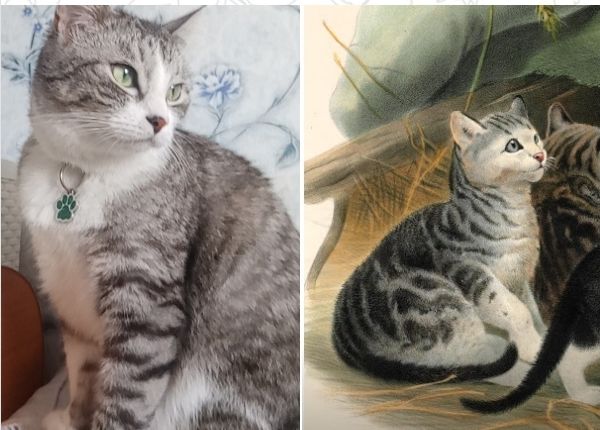 Из кадра – в картину! Кто из художников изобразил твоего кота?