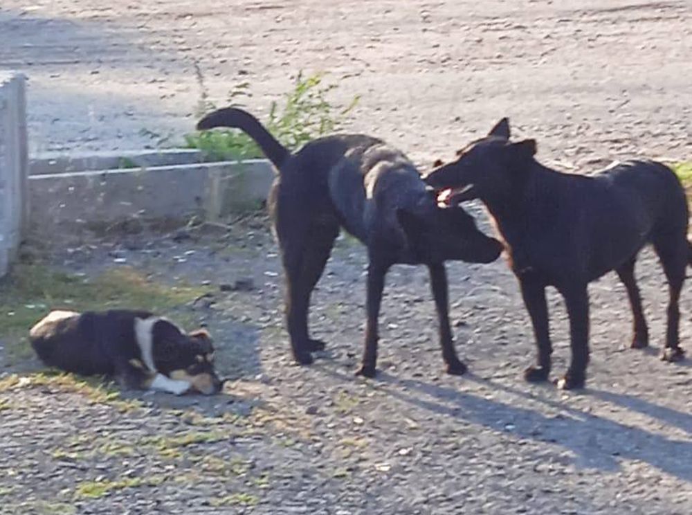 Собаки уничтожили всю домашнюю птицу в сельском подворье Красноармейского района