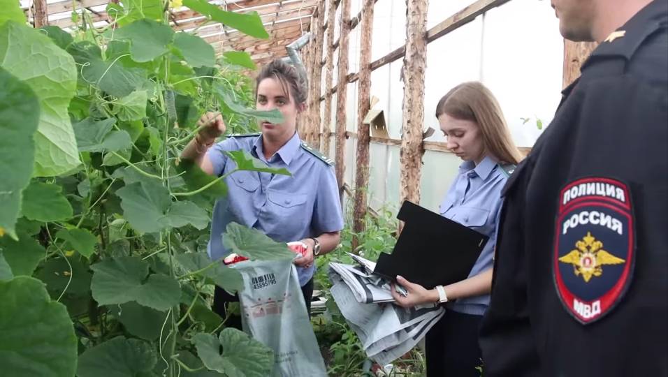 В Красноармейском районе проходят проверку тепличные овощи и почва
