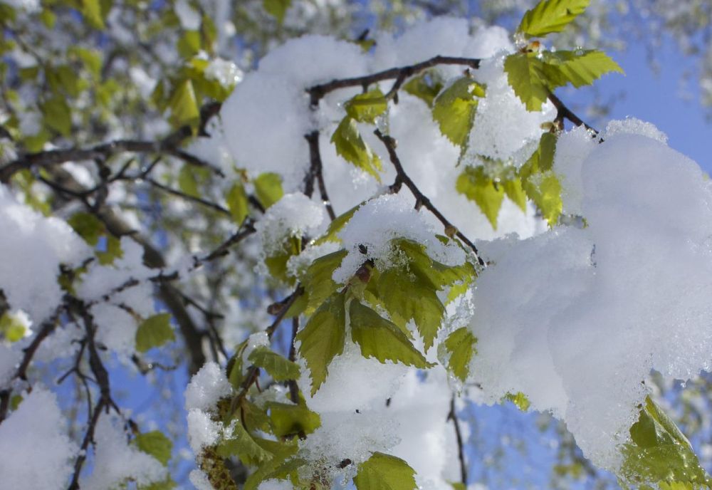 Черемуха цветет – к морозу! В Челябинской области ожидаются снег, мороз и гроза